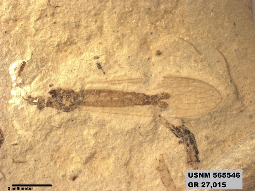 Genus sp