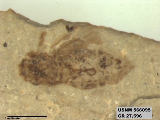 Genus sp