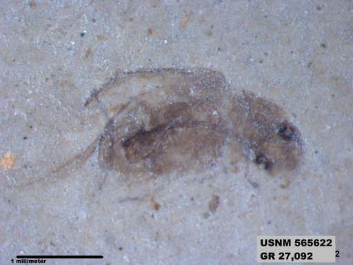 Insecta