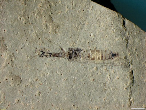 Genus sp
