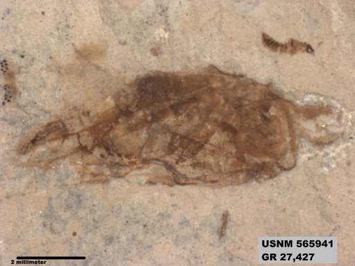 Genus sp
