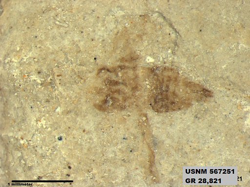Genus sp