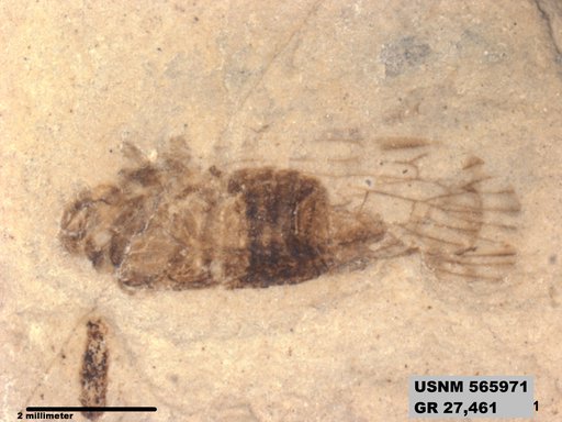 Genus sp