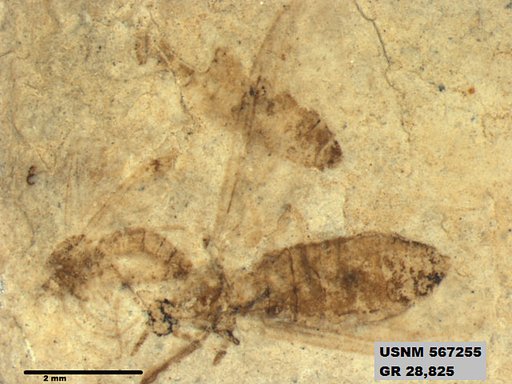 Insecta