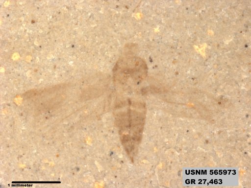Genus sp