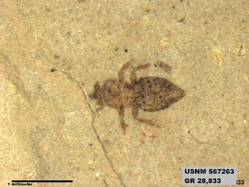 Insecta