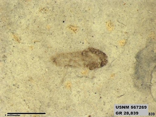 Genus sp