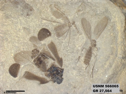 Tipula sp