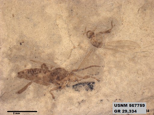 Insecta