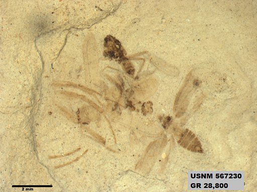 Genus sp