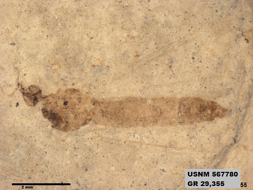 Genus sp