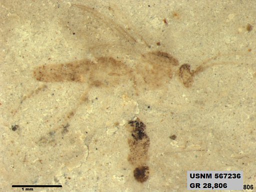 Insecta
