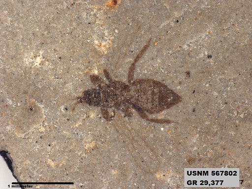 Insecta