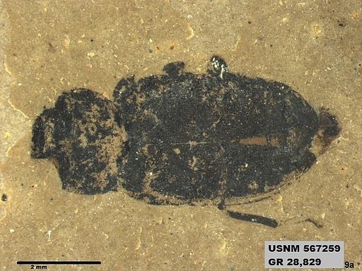 Insecta