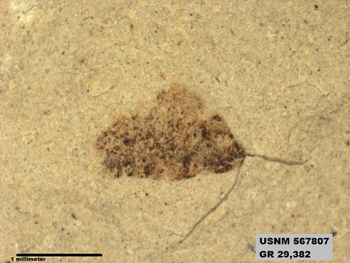 Insecta