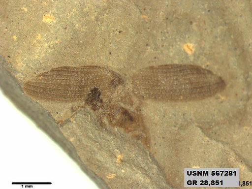 Insecta