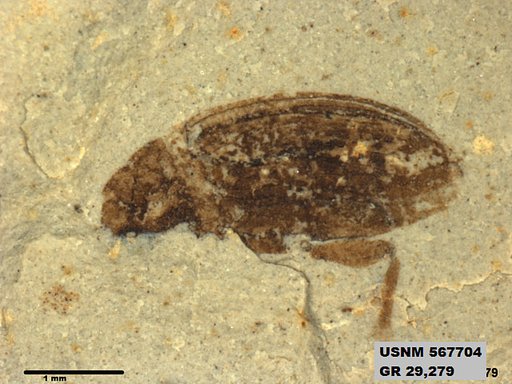 Insecta