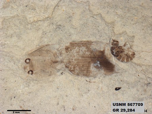 Insecta