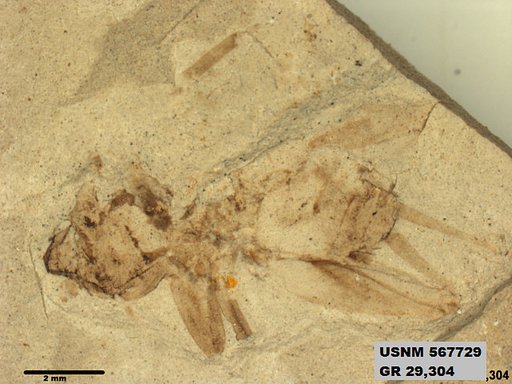 Insecta