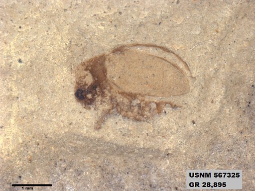 Insecta