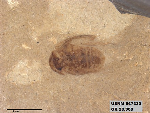 Insecta