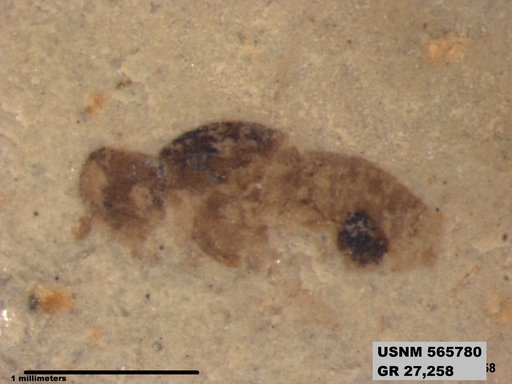 Insecta