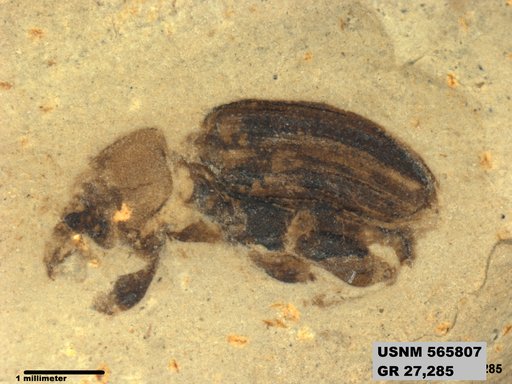 Insecta