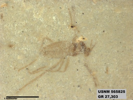 Insecta