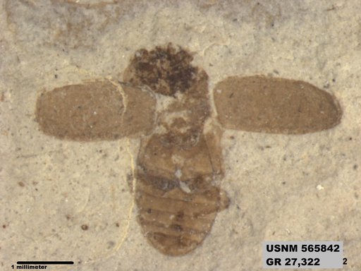 Insecta