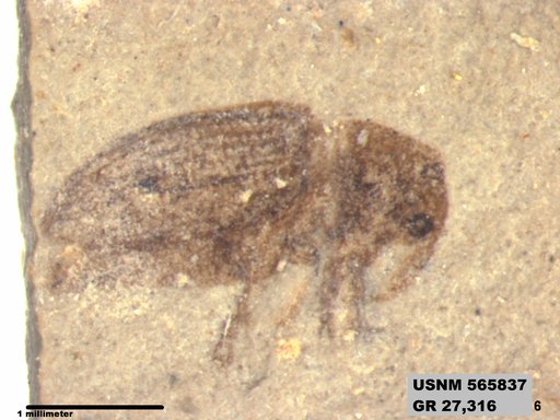 Insecta