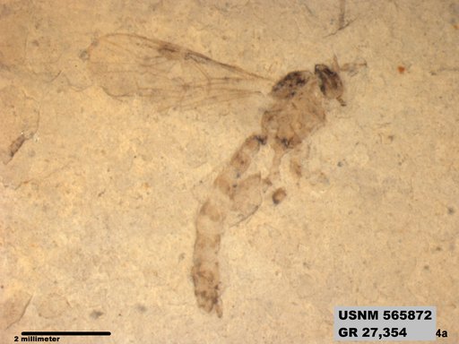 Insecta