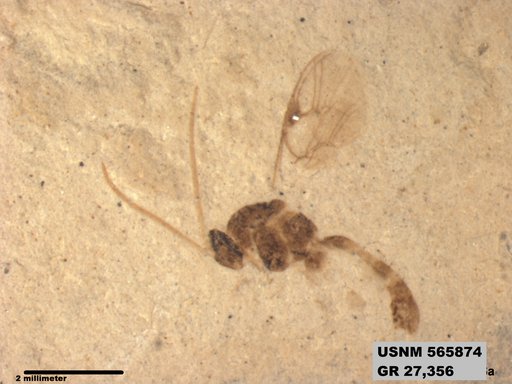 Insecta