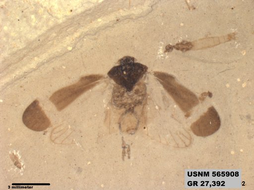 Genus sp