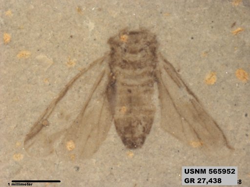 Genus sp
