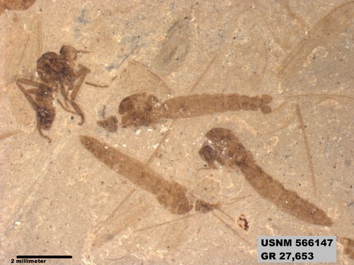 Genus sp