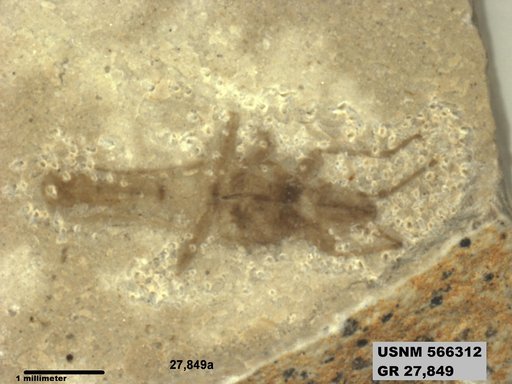 Genus sp