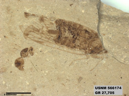Insecta