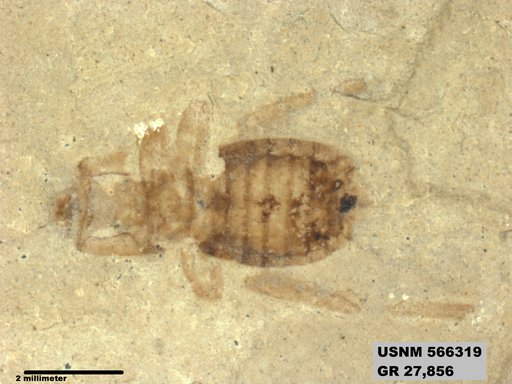Genus sp