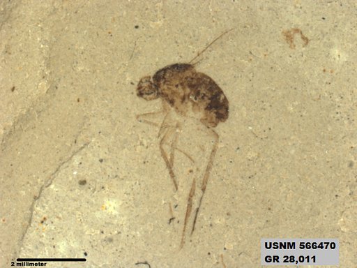 Insecta