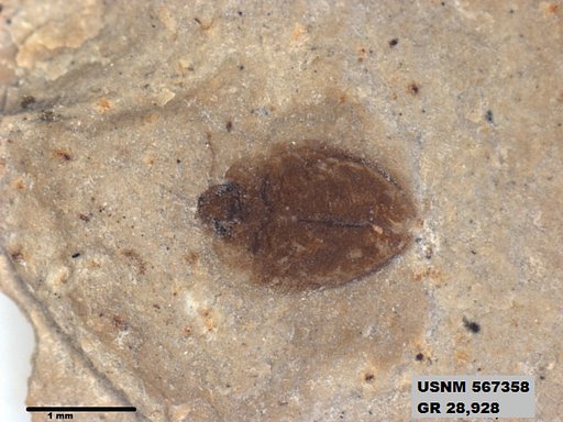 Insecta