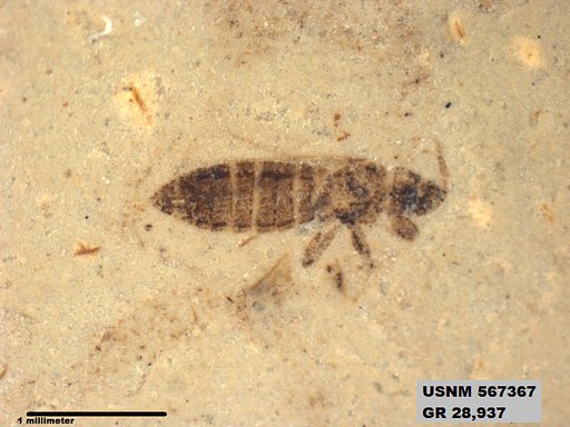 Insecta