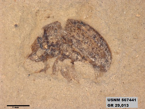 Insecta