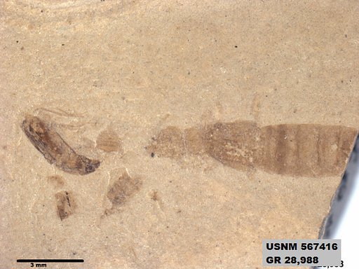 Genus sp