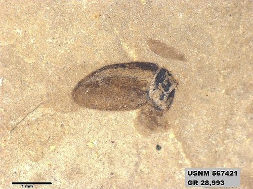 Insecta