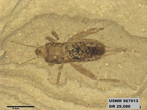 Pteromogoplistes smithii