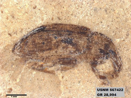 Insecta