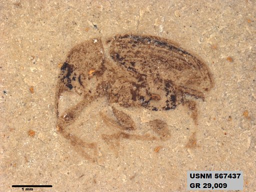 Insecta