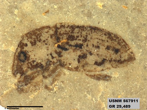Genus sp