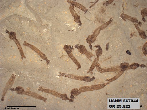 Genus sp