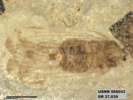 Genus sp